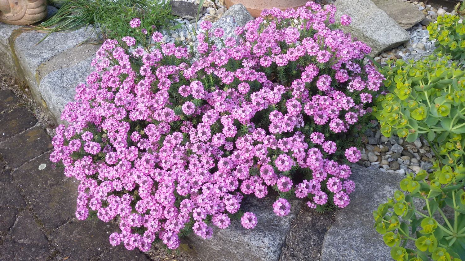 Aethionema armenum 'Warley Rose'